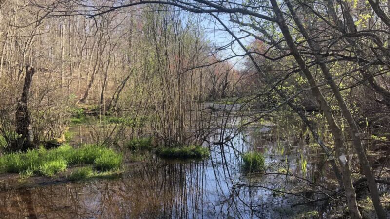 Blydenburgh Park - Smithtown, NY