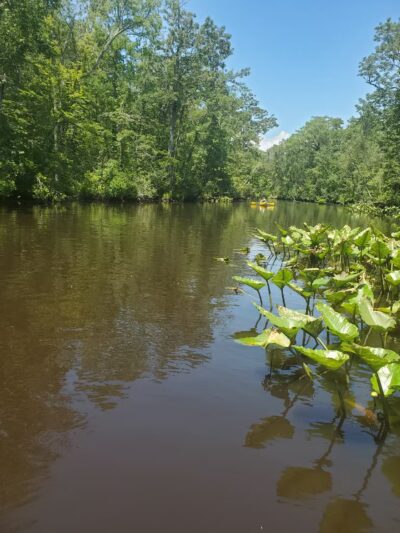 Pocomoke River State Park: Shad Landing - Snow Hill, MD