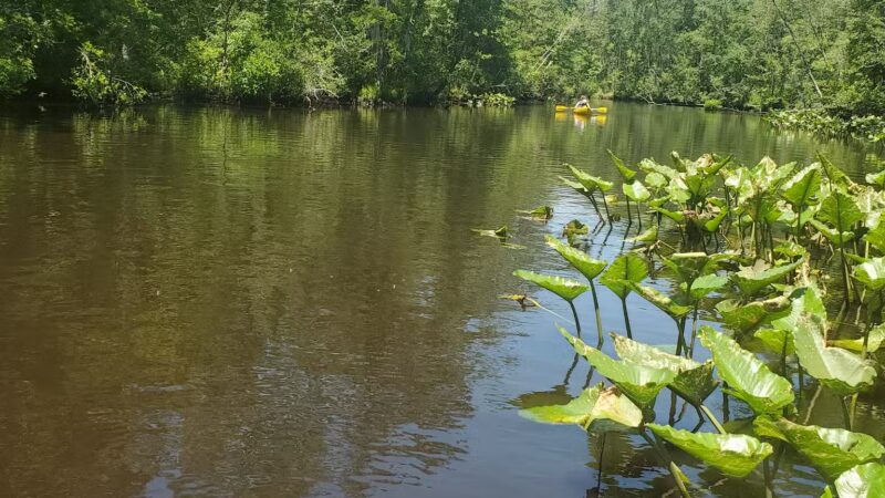 Pocomoke River State Park: Shad Landing - Snow Hill, MD