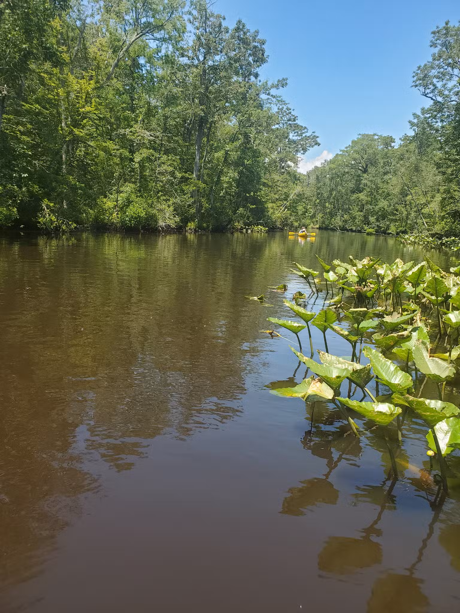 Pocomoke River State Park: Shad Landing - Snow Hill, MD
