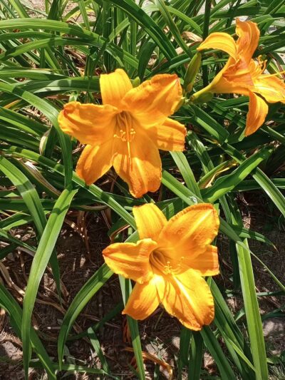 Counting House Park - South Berwick, ME