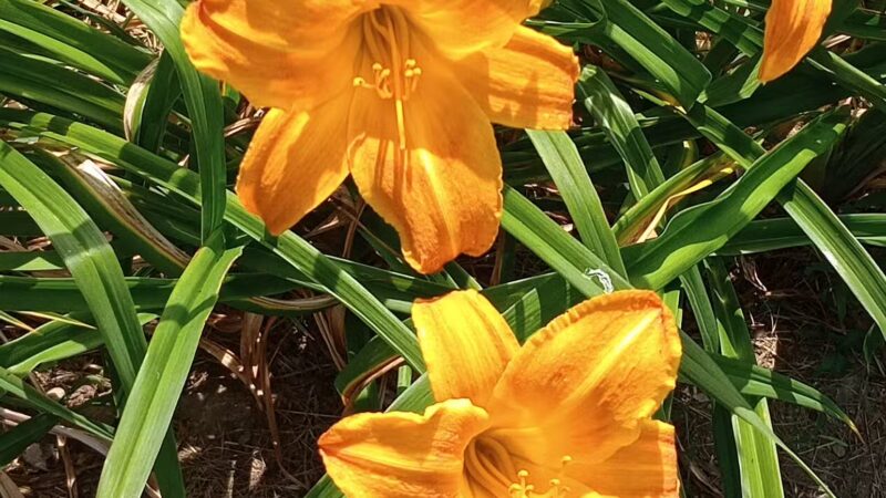 Counting House Park - South Berwick, ME