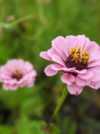 1889 Park - South Fork, PA