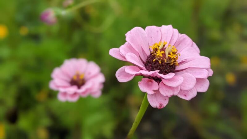 1889 Park - South Fork, PA