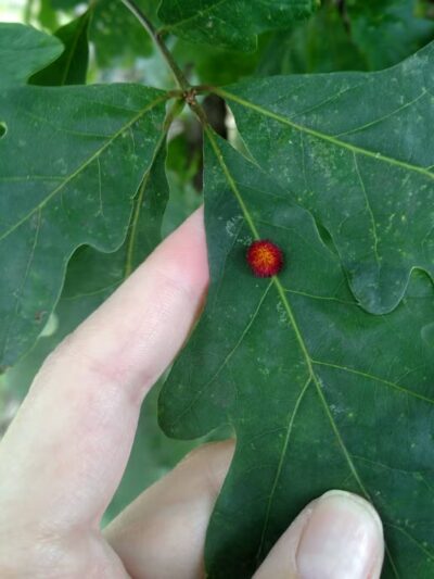 1889 Park - South Fork, PA