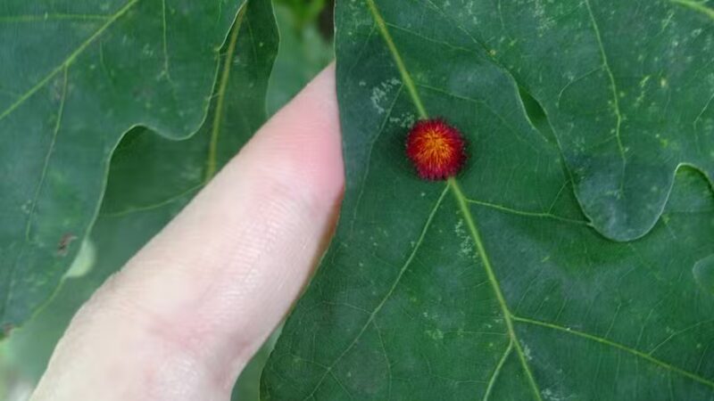 1889 Park - South Fork, PA