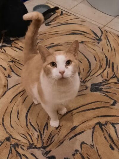 South Orange Maplewood NJ Dog Walker Pet Sitter - ,