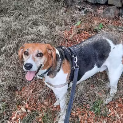South Orange Maplewood NJ Dog Walker Pet Sitter - ,