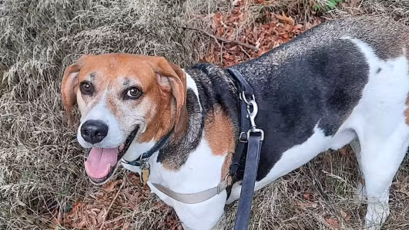 South Orange Maplewood NJ Dog Walker Pet Sitter - ,