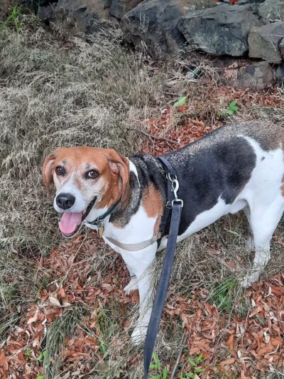 South Orange Maplewood NJ Dog Walker Pet Sitter - ,