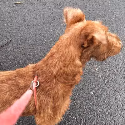 South Orange Maplewood NJ Dog Walker Pet Sitter - ,