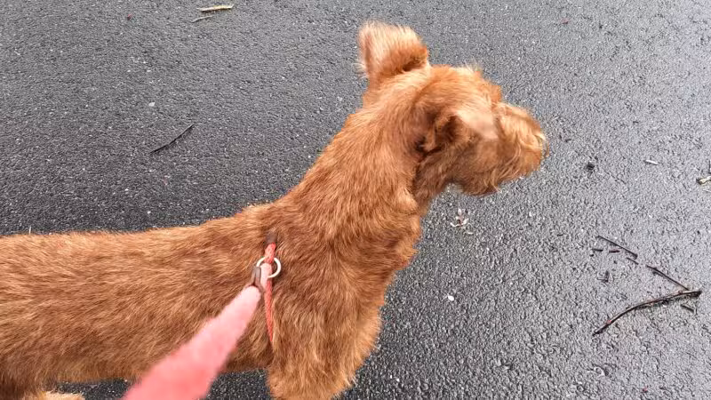 South Orange Maplewood NJ Dog Walker Pet Sitter - ,