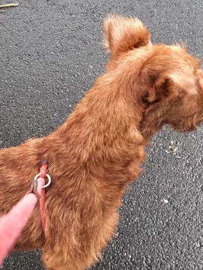 South Orange Maplewood NJ Dog Walker Pet Sitter - ,