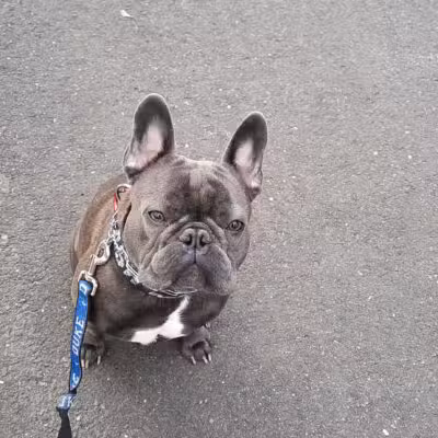 South Orange Maplewood NJ Dog Walker Pet Sitter - ,