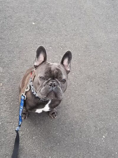 South Orange Maplewood NJ Dog Walker Pet Sitter - ,