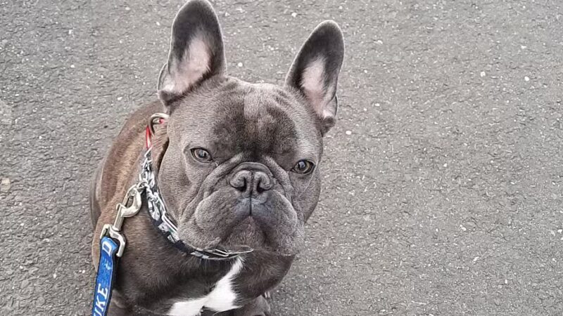 South Orange Maplewood NJ Dog Walker Pet Sitter - ,