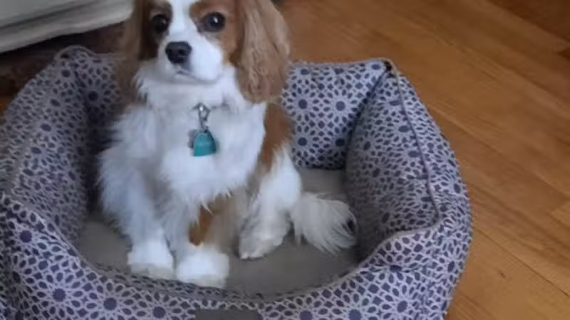 South Orange Maplewood NJ Dog Walker Pet Sitter - ,
