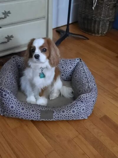 South Orange Maplewood NJ Dog Walker Pet Sitter - ,