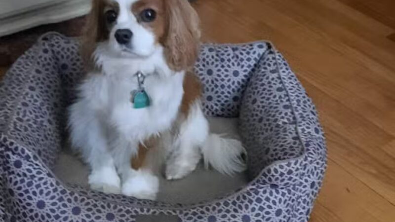 South Orange Maplewood NJ Dog Walker Pet Sitter - ,