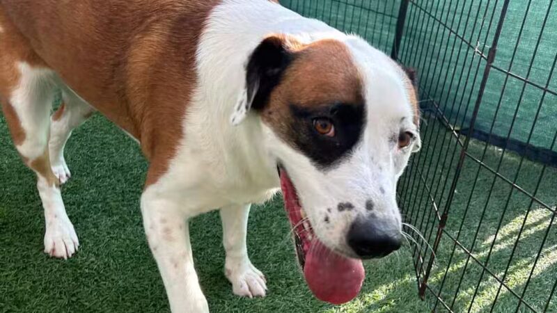 The Bark Yard - South Portland, ME