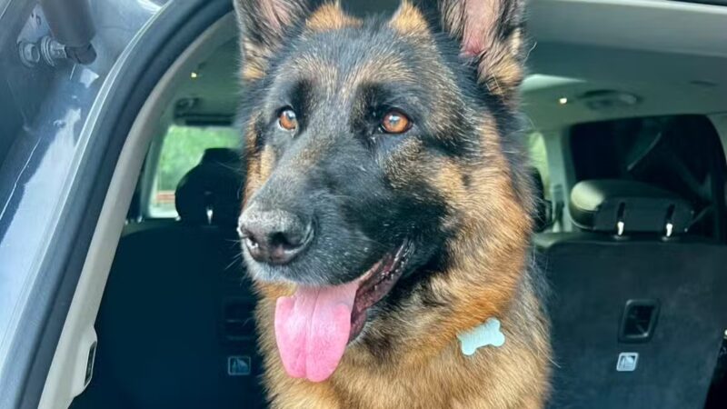 The Bark Yard - South Portland, ME