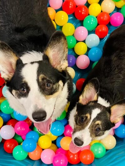 The Bark Yard - South Portland, ME