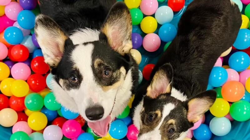 The Bark Yard - South Portland, ME