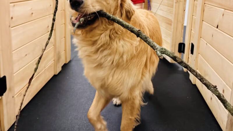 The Bark Yard - South Portland, ME