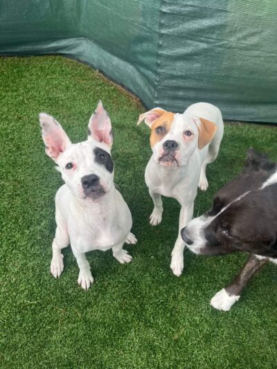 The Bark Yard - South Portland, ME