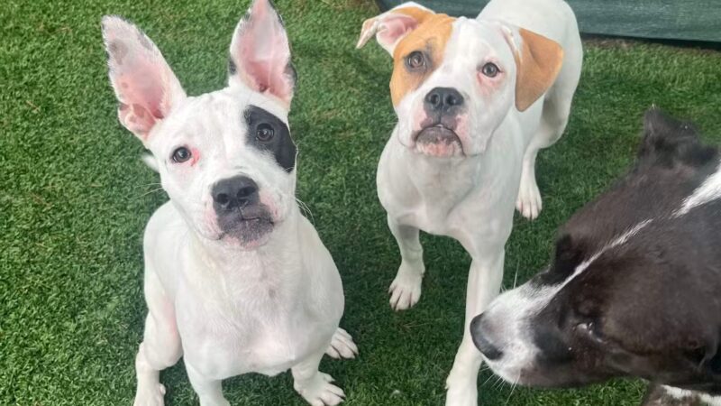 The Bark Yard - South Portland, ME