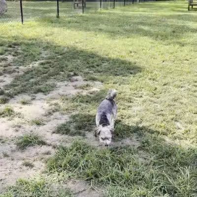 Lola Prentice Memorial Dog Park - Southampton, NY