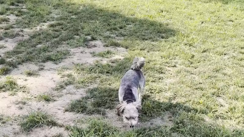 Lola Prentice Memorial Dog Park - Southampton, NY