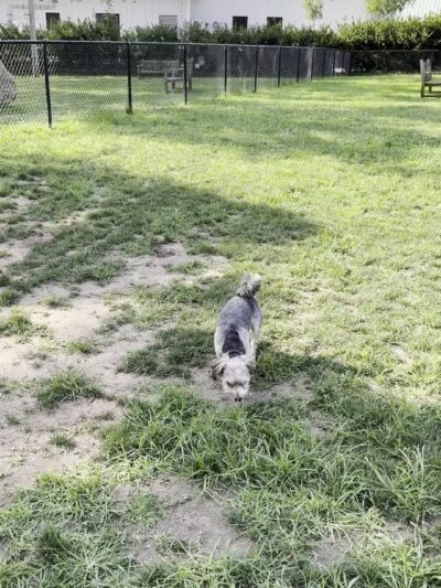 Lola Prentice Memorial Dog Park - Southampton, NY