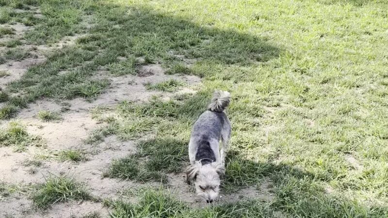 Lola Prentice Memorial Dog Park - Southampton, NY