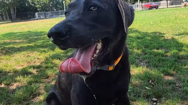 Lola Prentice Memorial Dog Park - Southampton, NY