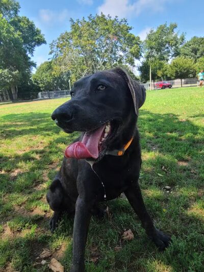Lola Prentice Memorial Dog Park - Southampton, NY
