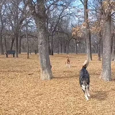 Boo Boo's Buddies Dog Park - Southlake, TX