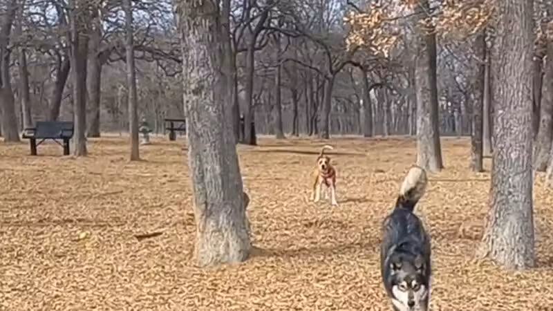 Boo Boo's Buddies Dog Park - Southlake, TX