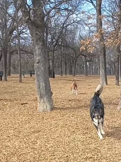 Boo Boo's Buddies Dog Park - Southlake, TX