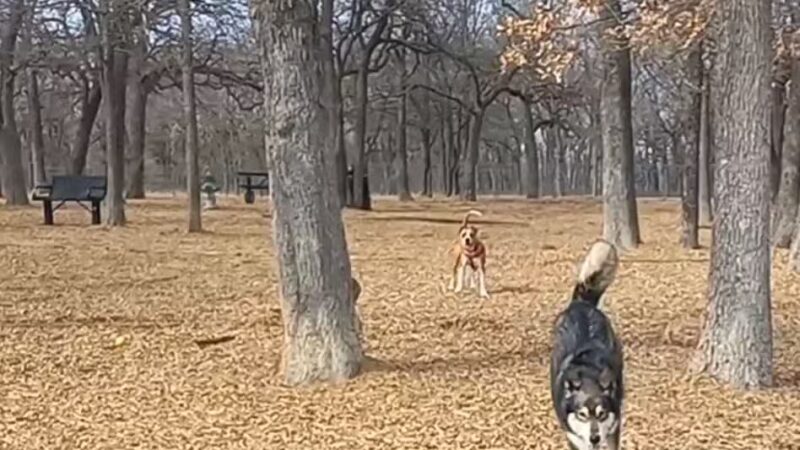 Boo Boo's Buddies Dog Park - Southlake, TX