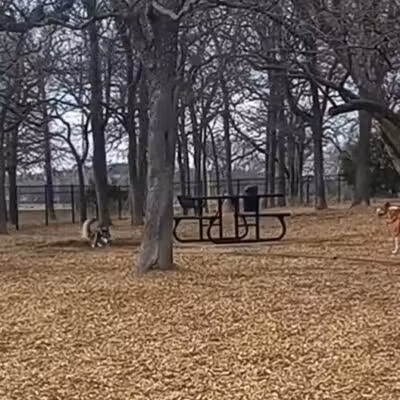 Boo Boo's Buddies Dog Park - Southlake, TX