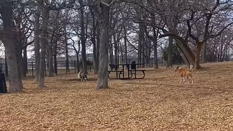 Boo Boo's Buddies Dog Park - Southlake, TX
