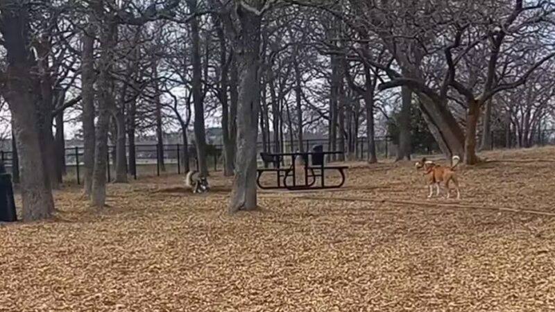 Boo Boo's Buddies Dog Park - Southlake, TX