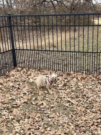 Boo Boo's Buddies Dog Park - Southlake, TX