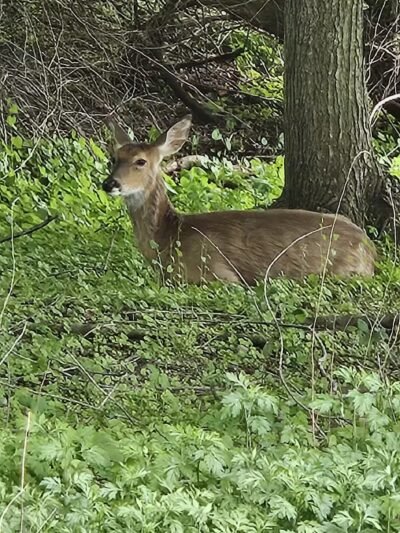 Avalon Barn - St James, NY