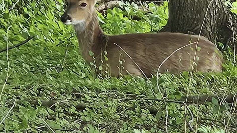 Avalon Barn - St James, NY