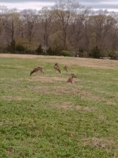 Avalon Barn - St James, NY