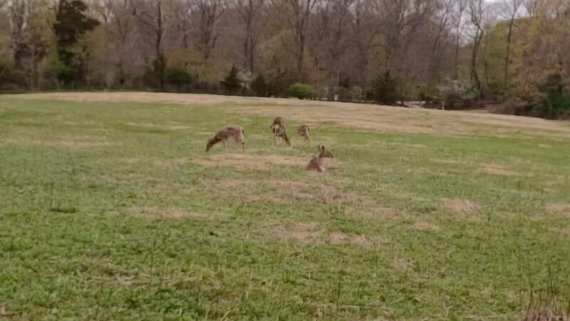 Avalon Barn - St James, NY