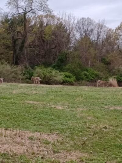 Avalon Barn - St James, NY