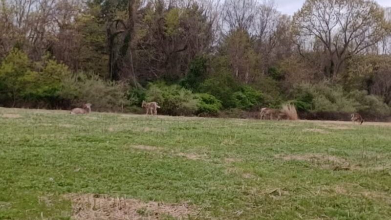 Avalon Barn - St James, NY